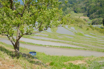 棚田　日本の伝統風景