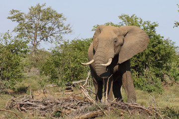 Obraz premium Afrikanischer Elefant / African elephant / Loxodonta africana