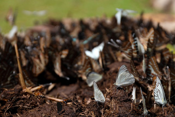 Colorful butterflies following a series of natural Ban Krang Camp. Phetchaburi, Thailand