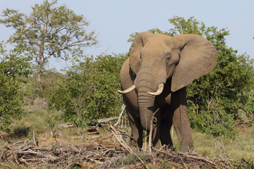 Fototapeta premium Afrikanischer Elefant / African elephant / Loxodonta africana