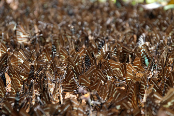 Colorful butterflies following a series of natural Ban Krang Camp. Phetchaburi, Thailand