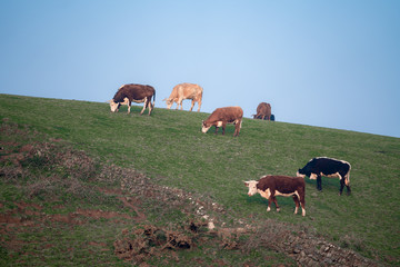 herd of cows grazing in field