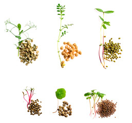 set of micro greens isolated on a white background