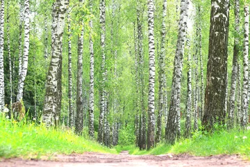 Gardinen Young birch with black and white birch bark in spring in birch grove against the background of other birches © yarbeer