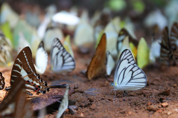 Colorful butterflies following a series of natural Ban Krang Camp. Phetchaburi, Thailand