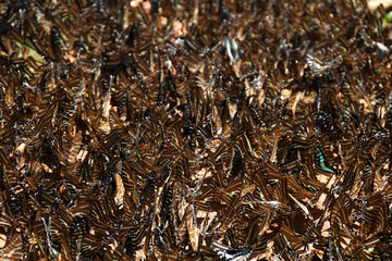 Colorful butterflies following a series of natural Ban Krang Camp. Phetchaburi, Thailand