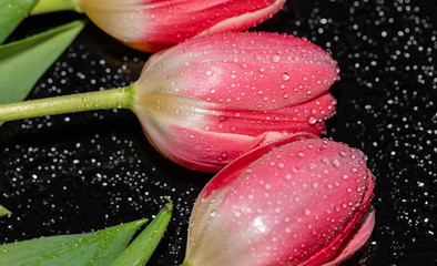 Pink. Tulips. Flowers. Reflection. Water Drops. Macro