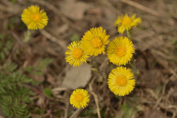 yellow spring flowers tussilágo in the forest