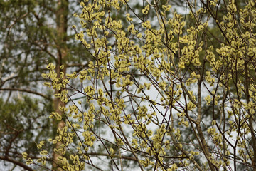 willow branch in the forest 