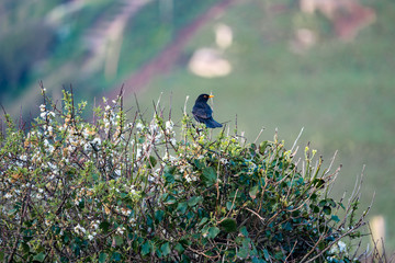blackbird on a bush with white flowers