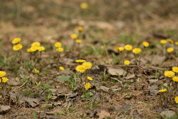 yellow flowers on green background of grass