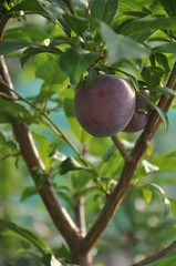 Giovane albero di susino con una bella susina nera