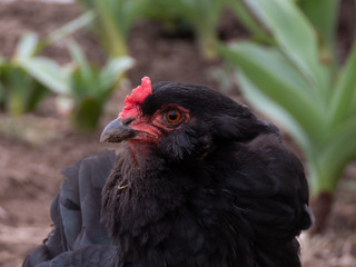 Naklejka premium A portrait of a rooster