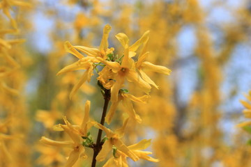 Background of yellow spring forsythia flowers. Bokeh. Blur