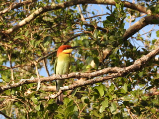 Little green bee eater sitting on a branch, nature Sri Lanka.