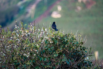 blackbird on a bush with white flowers
