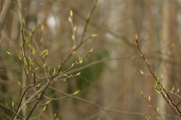 branches with young leaves in the forest