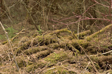 fallen branches in the forest