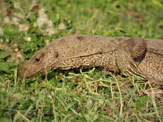 The look of the iguana, approximately, Sri Lanka natural habitat