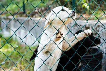 small white and black dogs behind a metal net