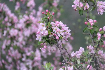  Fruit tree blossoms. Beginning of spring. 