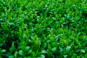 Fresh young green leaves of a shrub covered with water drops.