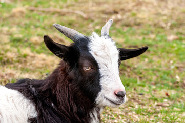 View on a goat lying on the field