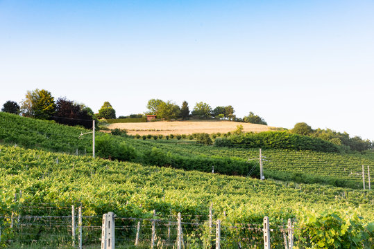 extraordinary vineyard in the hills of Piedmont