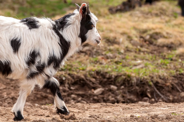 Naklejka na ściany i meble Portrait of a goat on the field