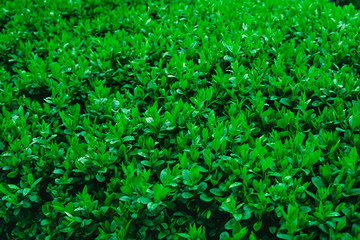 Fresh young green leaves of a shrub covered with water drops.