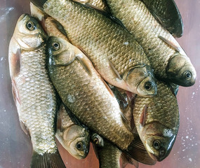 Fish in large capacity. Carassius. Crucian carp.