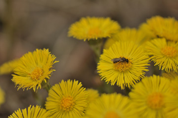 bee drinking nectar flower Tussilágo