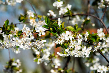 blooming cherry branches in spring, white flowers and young foliage on gray branches