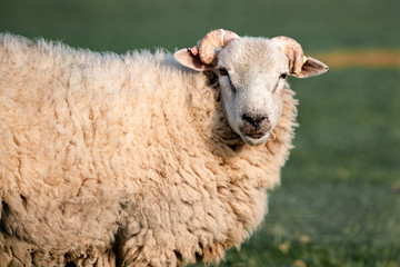 Fototapeta premium portrait of a sheep in the field in England