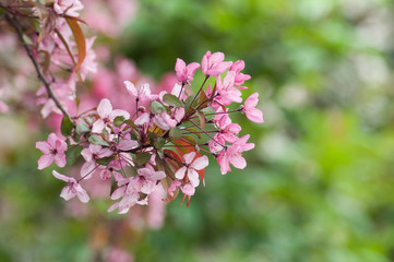 closeup of pink flowers in tree in a public garden