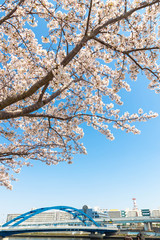 隅田川の桜