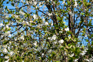 blooming cherry branches in spring against a blue sky