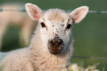 portrait of a sheep in the field in England