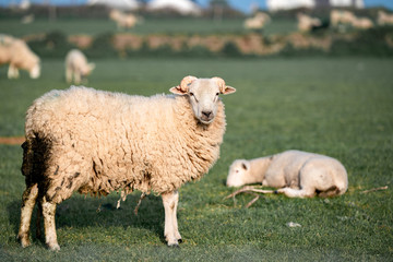 Naklejka na ściany i meble portrait of a sheep in the field in England