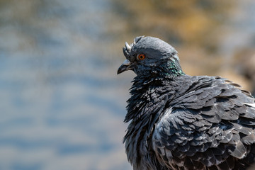 A soggy pigeon with wet feathers after bathing