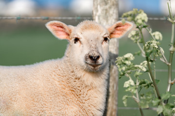 portrait of a sheep in the field in England
