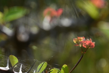  flowers in the garden