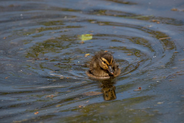 Small ducks on a pond. Fledglings newborn mallards.(Anas platyrhynchos)