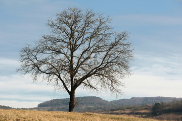 Kahler Ahornbaum im Frühling