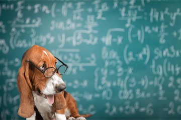 Math dog crazy glasses academic animal blackboard