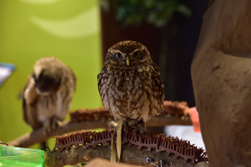 フクロウ(Owl)