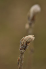 closeup of a flower bud