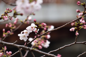 桜(sakura)
