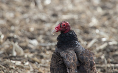 Turkey Vulture in field