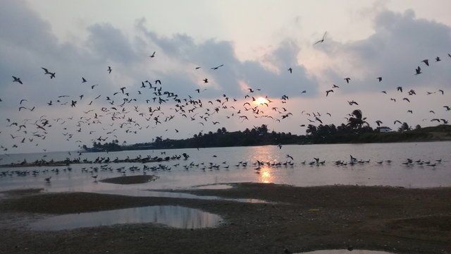 Mira las aves del cielo como vuelan sin parar nunca se merende hambre pues las alimenta el se&ntilde;or. 